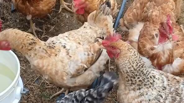 Feding my free-range chickens at 2800m - morning in colombian andes samaca boyaca