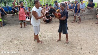 kahit native na manok dito sa amin nagpapakitang gilas at sadyang mahiwaga ang sabong