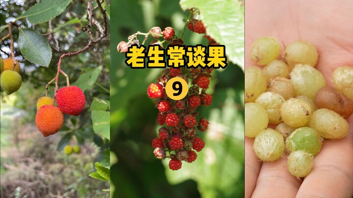 [Fruit Hunter x Hunter] Episode 9: A Revisited Classic! Identifying Common Wild Fruits Submitted by 