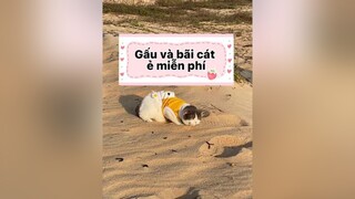 Gòi ai cần múc bn cân báo Gấu. Gâu chia cho. cat mèo voiceeffects fyp dcgr chiecmeotengau Hello2022