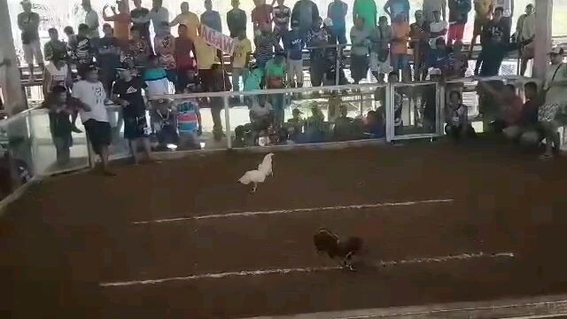 3rd fight draw sayang pa champ sana