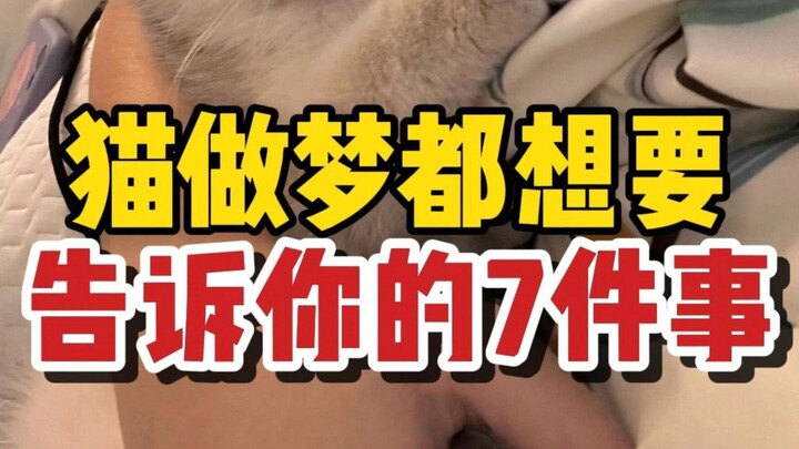 Seven things cats dream of telling you—if they could, would you listen carefully?