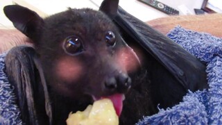 "Why is this bat so dog-like?"