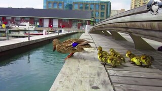 Induk bebek mengajak anak-anaknya “menyelam”, namun bayi-bayinya ketakutan, untungnya mereka bertemu