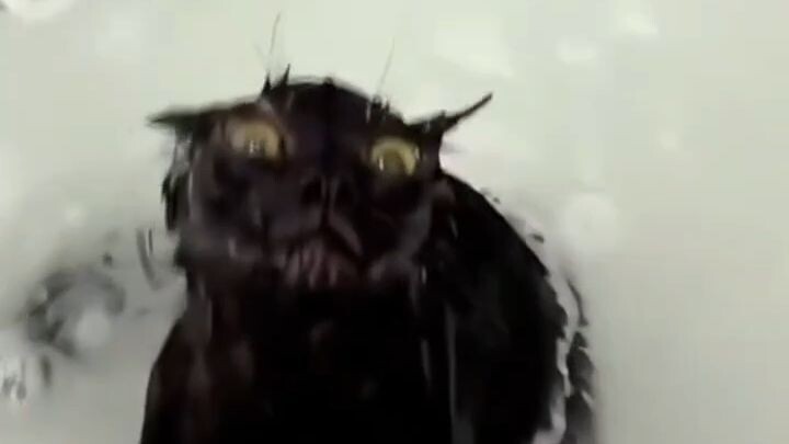 Funny cats 搞笑的貓咪