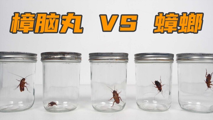 实验：樟脑丸可以杀死蟑螂吗？