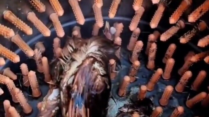 Kun Kun goes to the washing machine