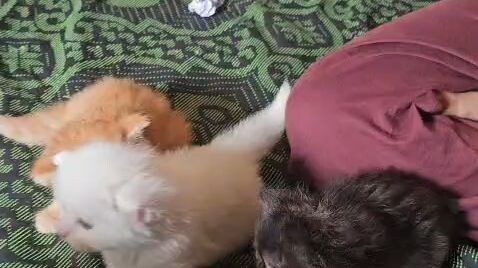 cat lover Bangladesh