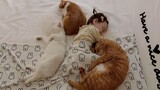 Momen menghangatkan apa yang akan terjadi jika tidur bersama kucing?