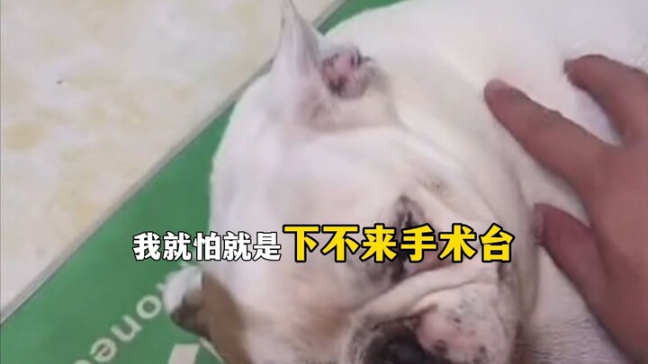 Chú chó nuôi suốt mười năm nay lại mọc u, thương quá đi mất!