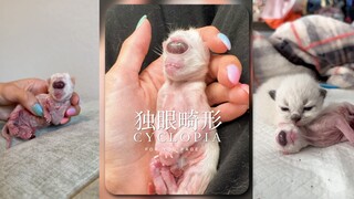 可怜的「独眼小猫」🐱