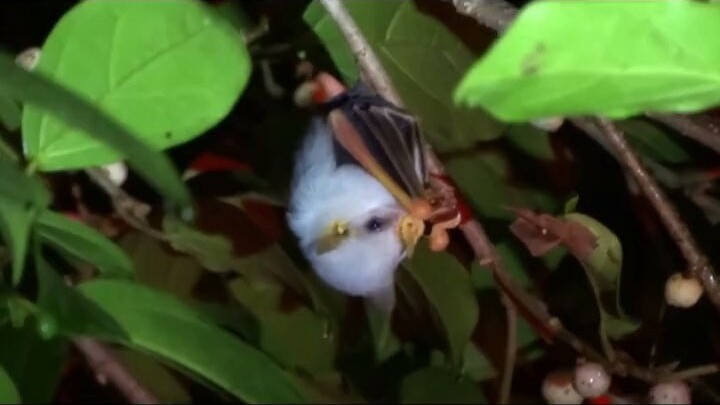 آه~ قلبي الفتاة تذوّب من الفرحة، كم هو لطيف!