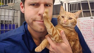 Funny Cat and Their Human will make you EXPLODE LAUGHING - Cute Animal Show Love