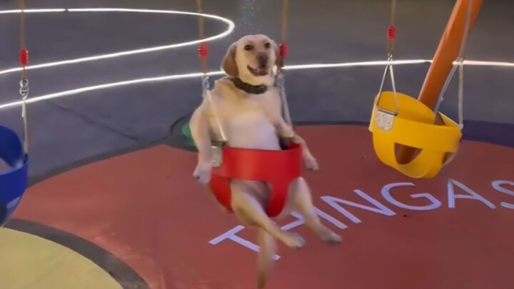 Hồ sơ hành vi vui vẻ của động vật