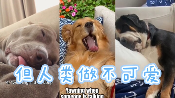Beberapa hal yang dilakukan anjing dan terlihat sangat menggemaskan