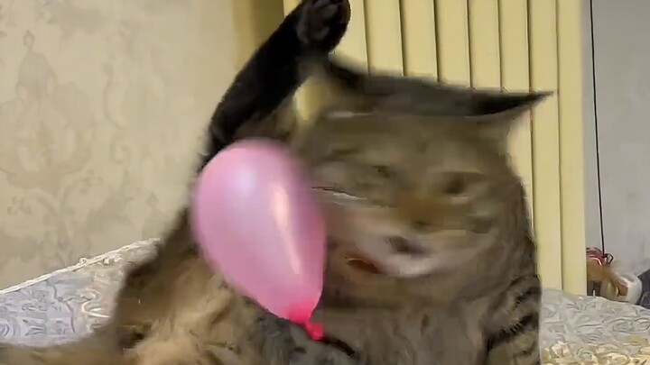 Cat: There’s something dirty!
