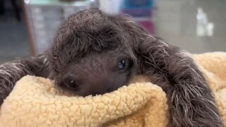 A sloth baby born in the storm—its adorable, clueless appearance is just too cute!