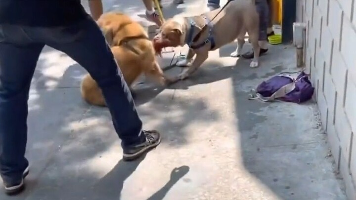 Anjing pitbull yang lepas kendali benar-benar menakutkan, bahkan tiga atau empat pria bertubuh kekar