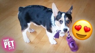 Corgi Cuties 😍😍  | Try Not to Aww Challenge | Funny Dog Videos