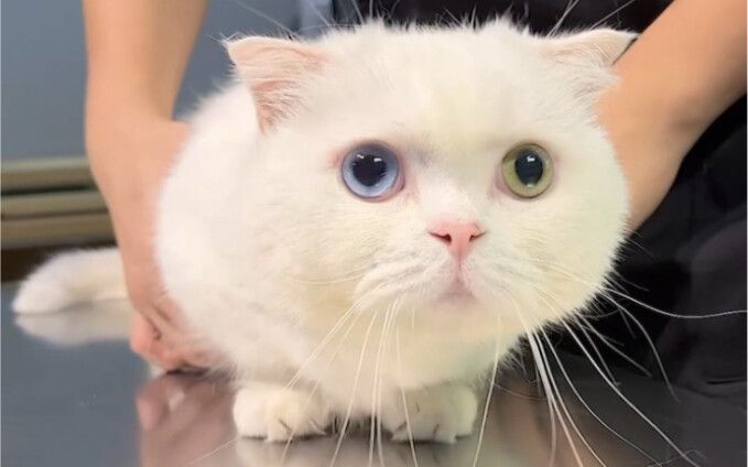 斯基好端端的，怎么突然就瘸了！