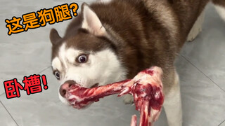 笑死，二哈以为主人买了狗肉回家，被吓坏了！