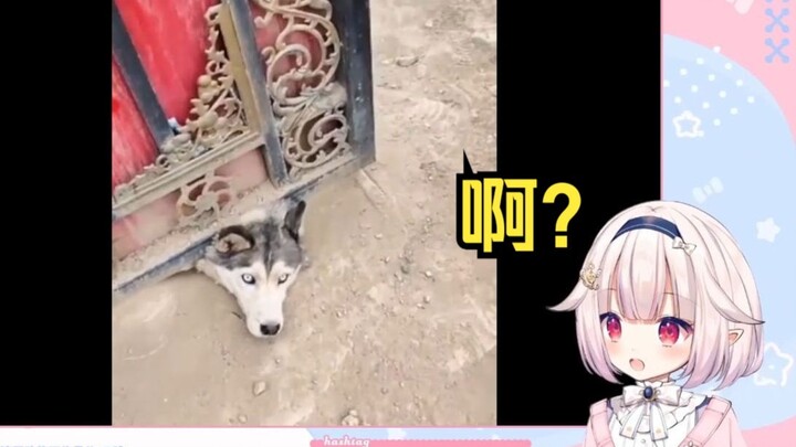 日本萝莉看《这种傻狗还有必要养吗？》全程绷不住