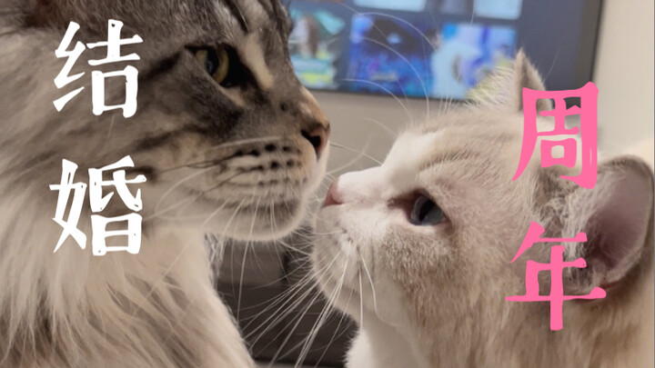 Maine and my Ragdoll celebrated their first wedding anniversary!