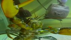 Needlefish 🪡 vs 🦞 Lobster (2)