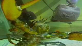 Needlefish 🪡 vs 🦞 Lobster (2)