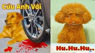 Thú Cưng TV | Cô cô và Sầu riêng #4 | Chó Golden Gâu Đần thông minh vui nhộn | Pets cute smart dog