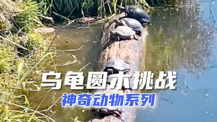 神奇动物周末特别版：乌龟圆木挑战