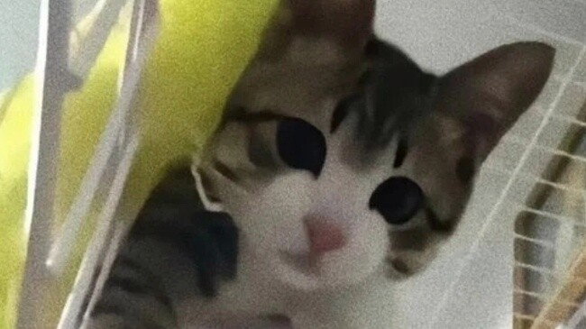 Nếu bạn đến đây thì có nghĩa là hôm nay bạn sẽ gặp may mắn.