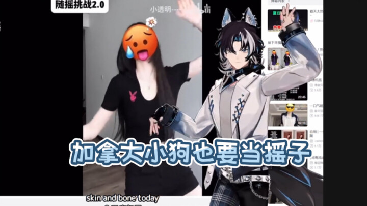 【มิซูโนะอากิ】ลูกสุนัขแคนาดาตัวเล็กกำลังโยกไปมา