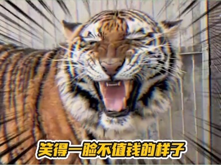 Got the male tiger all nice and comfy~