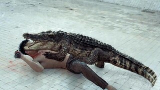 [Xiaoxia] Dangerous and funny, a young man in Thailand woke up to find a female crocodile biting his