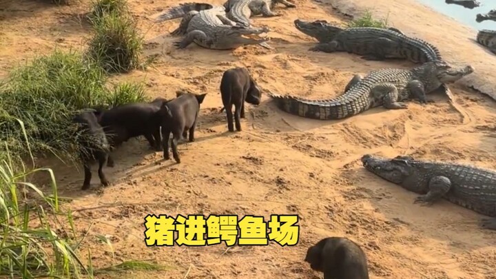 Mereka bilang buaya tidak memakan manusia, entah itu benar atau tidak?