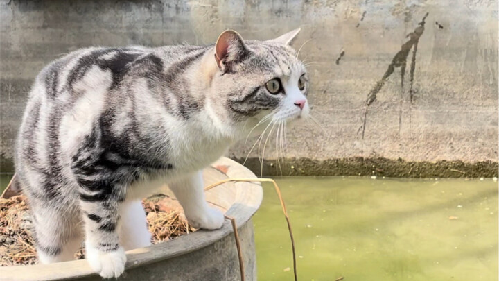 The small fish pond may be tiny, but it’s packed with hidden treasures—every time we clean it, there