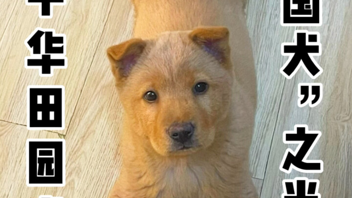 养一只中华田园犬有多香？它一点也不土，忠诚勇敢，自理能力强，不用多操心，给它一口饭吃跟你一辈子。