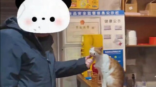 The boss thought he had adopted a stray cat, but it turned out to be a lucky cat