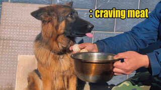 Animal|Feed Dogs Noodles