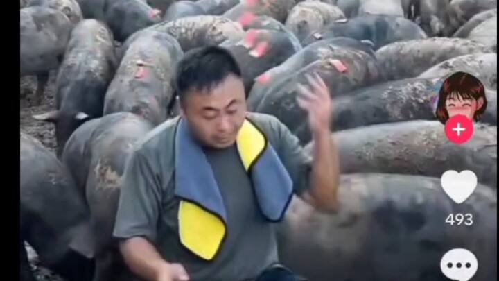 Soomida watches Chinese people feed pigs with watermelons