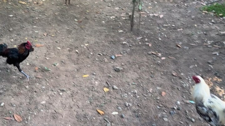 Bulik Nene aguilar Vs Peruvian blacknight x tournado