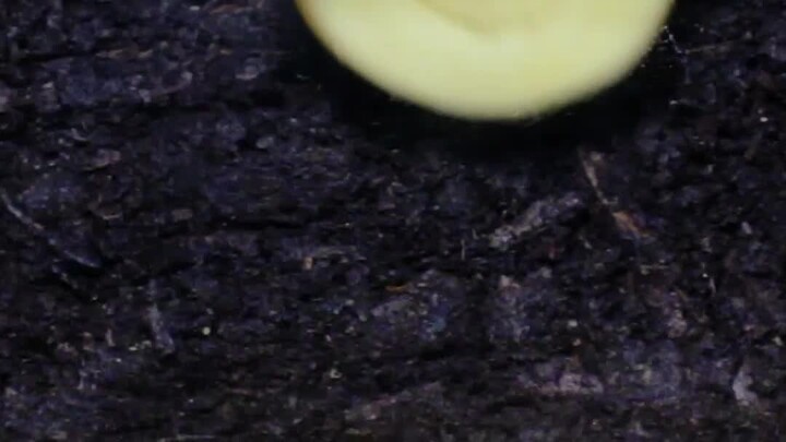 What happens if you cut a potato into the shape of a smiley face and bury it in the ground?