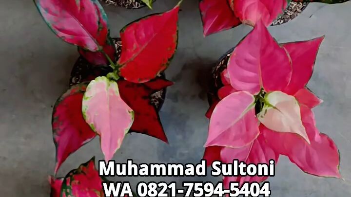 Muhammad SultoniWA 0821-7594-5404