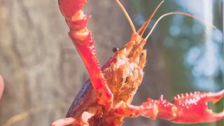 Naturalist Magazine, June 2023, special issue on aquatic invasive species