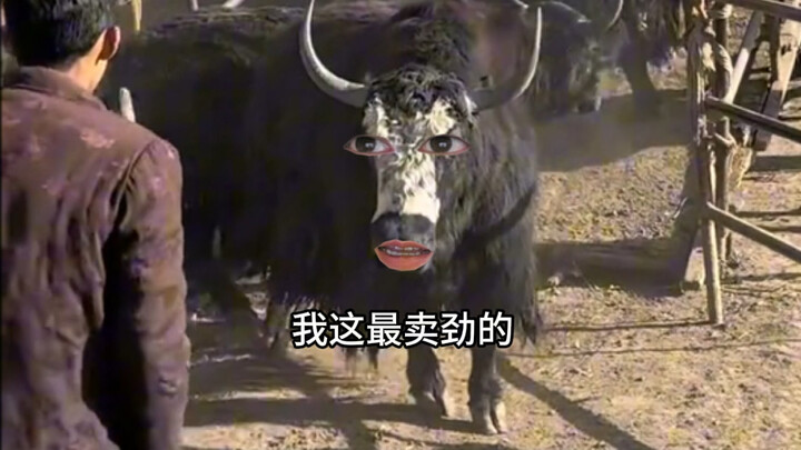 الثور: حتى التماثيل الطينية لا تزال تحمل بعض الجمر!