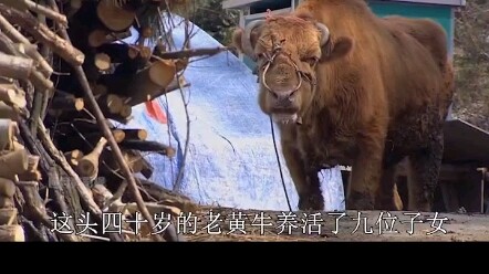 Sapi tua itu telah bekerja keras sepanjang hidupnya dan menghidupi 9 anaknya! Namun mereka justru ha