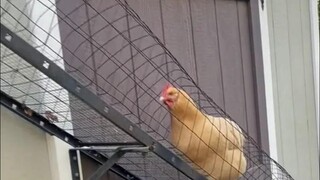 Why build tunnels for chickens?