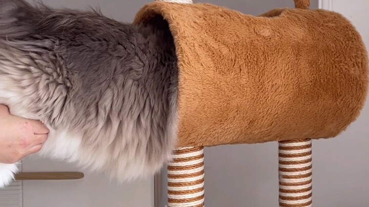 เอวแมวตัวเดียวหนาขนาดนี้ มันสมเหตุสมผลจริงๆ เหรอ?