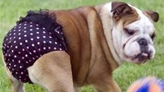 TRY NOT TO LAUGH | Funny Videos Dogs Fails | Funny Dogs Compilation 2019